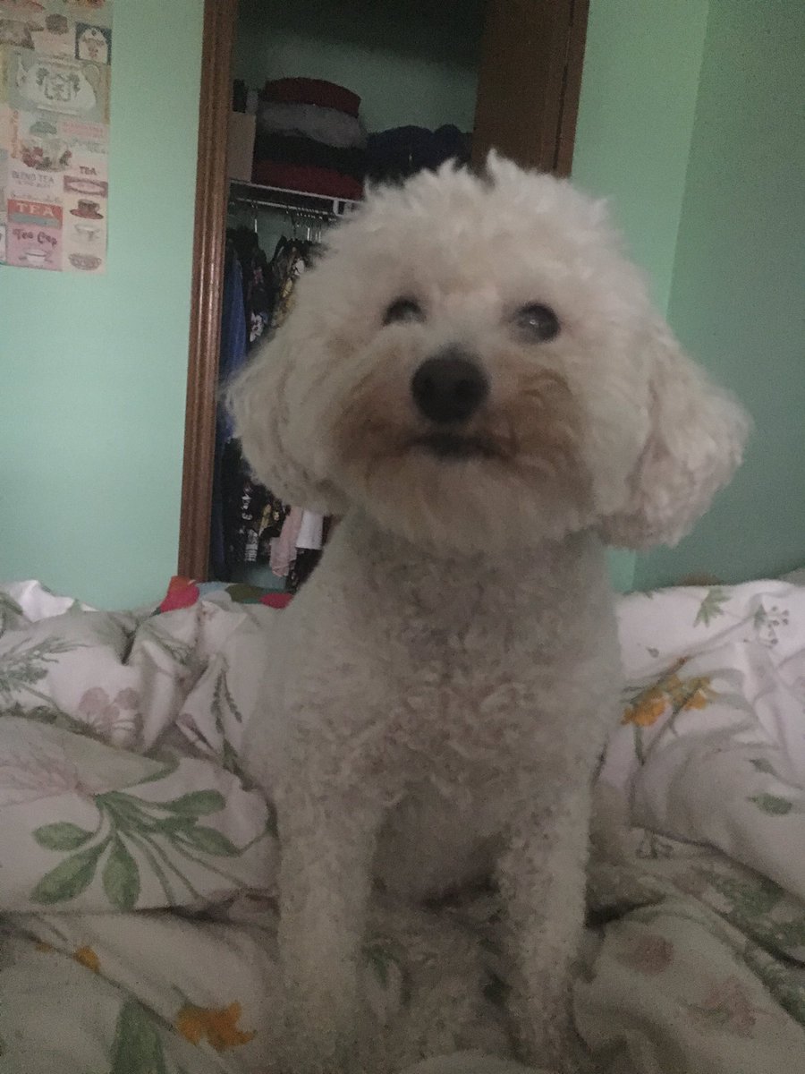 _sunburstkitten's tweet image. A MUPPET, NOT A DOG