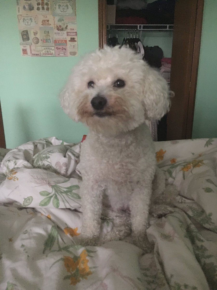 _sunburstkitten's tweet image. A MUPPET, NOT A DOG