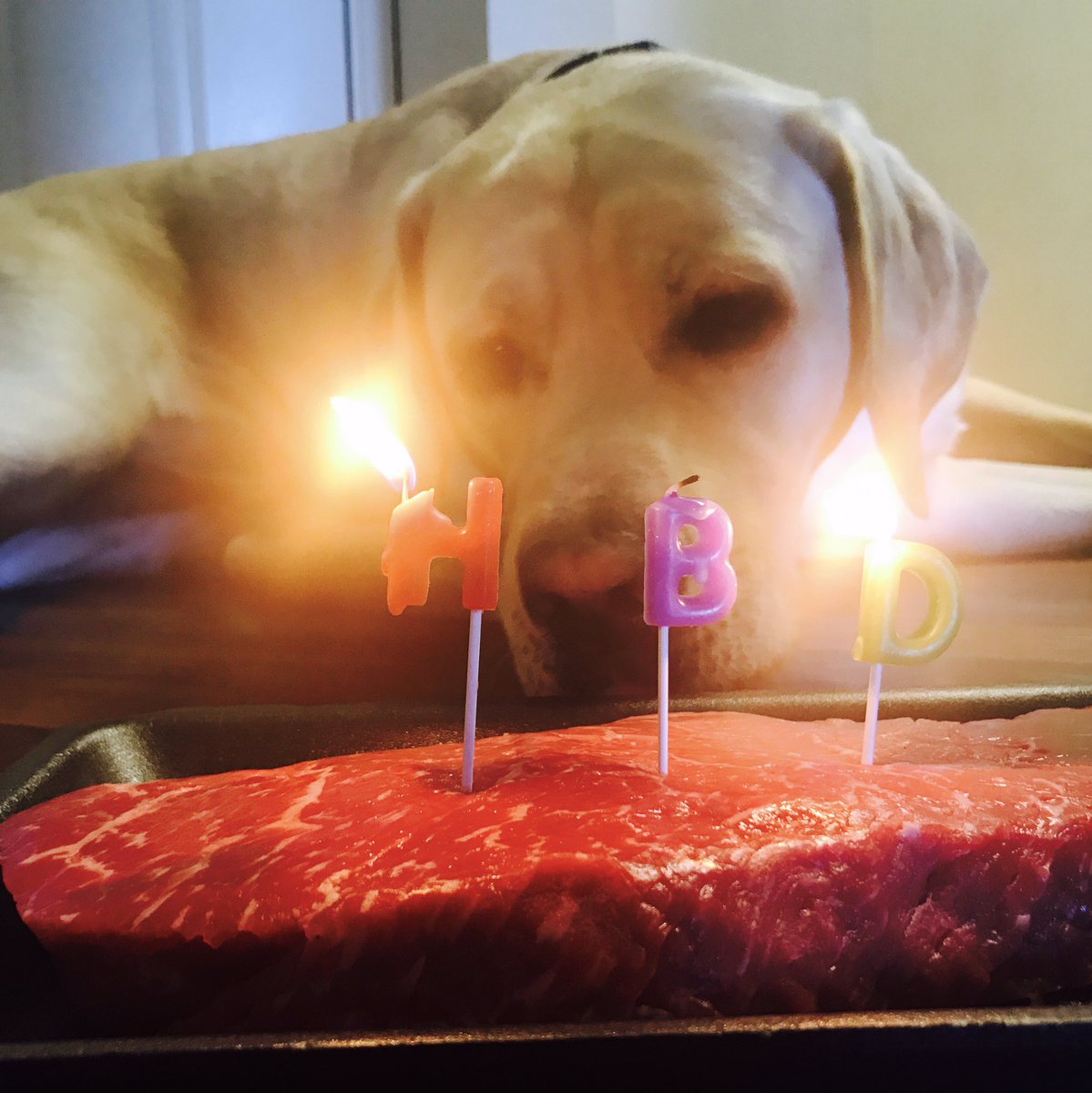 taleinthetail's tweet photo. Breakfast of champions!!! 🍖🍖🍖

#specialtreat #sundaymorning #birthdaybreakfast #hbd #birthdayboy #leothelab #dogsoftwitter #steak #foodie https://t.co/CEhu0QR4bx
