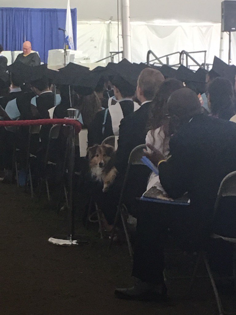 GinnLibrary's tweet photo. Who let the dogs out?! #Fletcher2017 https://t.co/DgV5PiNO3Y