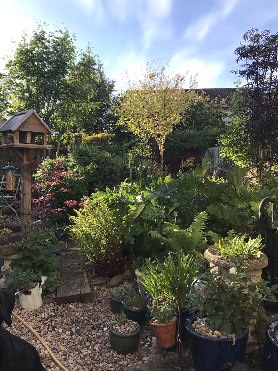 PTOTSLTDietAHPs's tweet image. Lots of gardening today #treegone #happygardener #ahpsintoaction