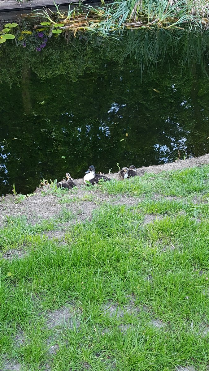 eefie1993's tweet photo. @Enzoknol ze zitten heerlijk te relaxen hoor bij het parkje in Zeist! https://t.co/kyEQEszxvD