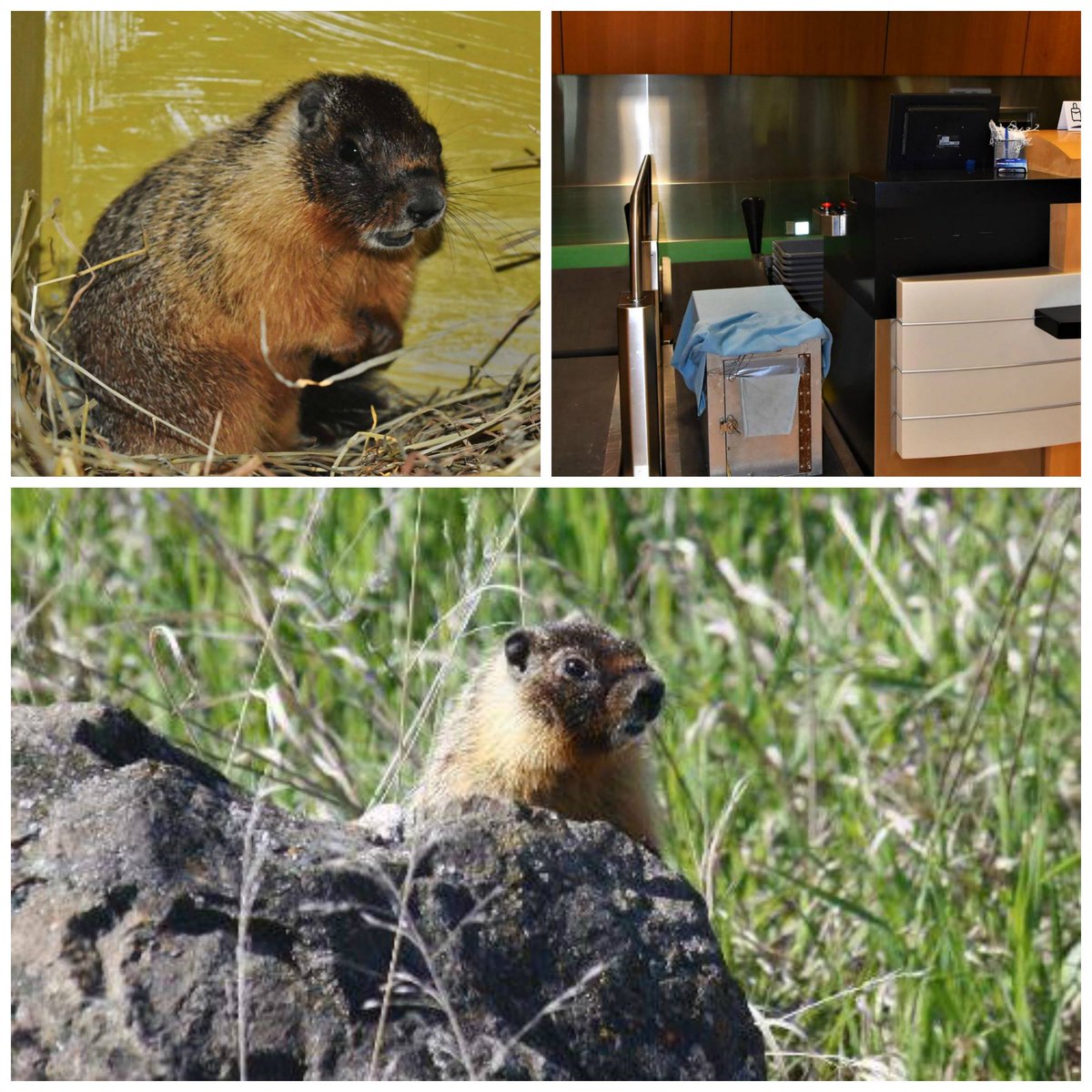 BC_SPCA's tweet photo. This marmot hitched a ride from the Interior to Van Island. Thanks to #PacificCoastalAirlines, the public &amp; #WildARC volunteers, she's home! https://t.co/5wisY3WADx