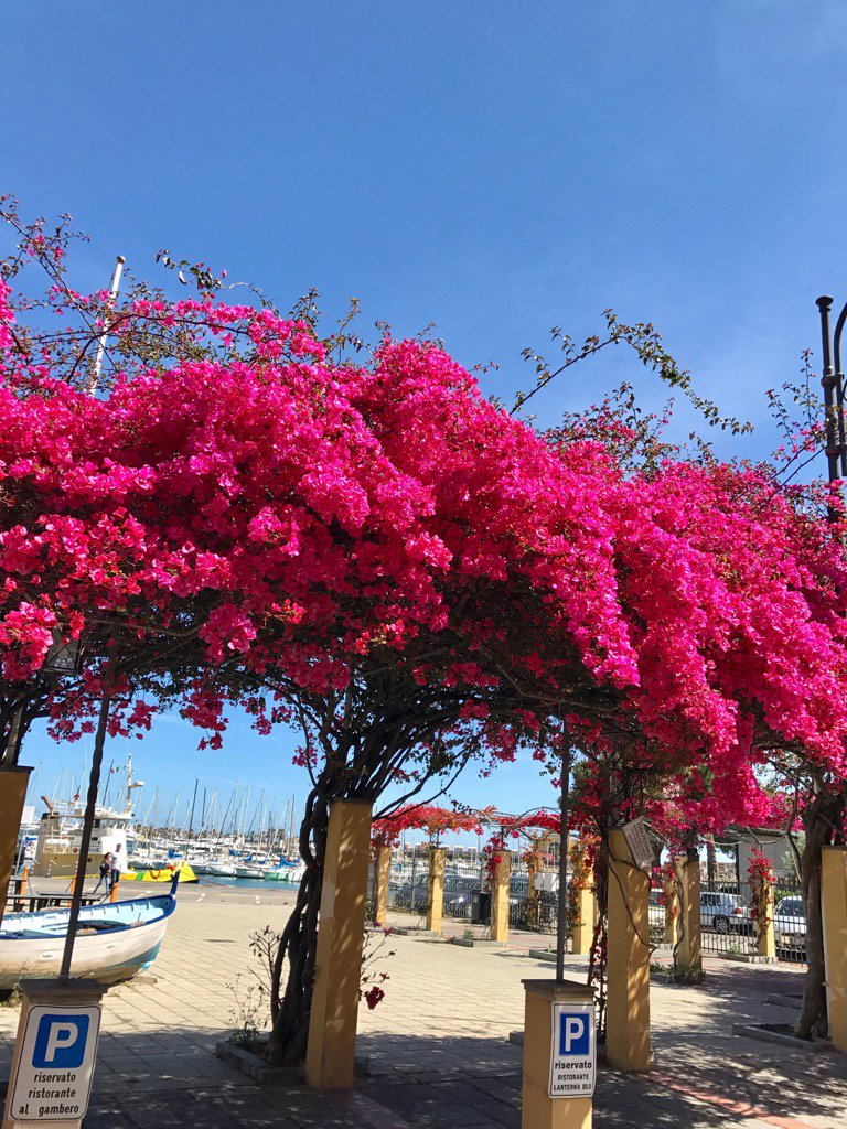Senardik1's tweet photo. Imperia 🌺 https://t.co/SmGhtplfdZ
