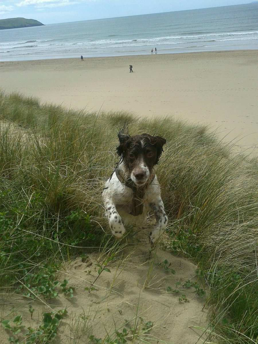Rob_Salisbury's tweet photo. Great day at #woolacombe #dunerunning #ndevon. Monty's delighted to be back. https://t.co/OBRWhFm78n