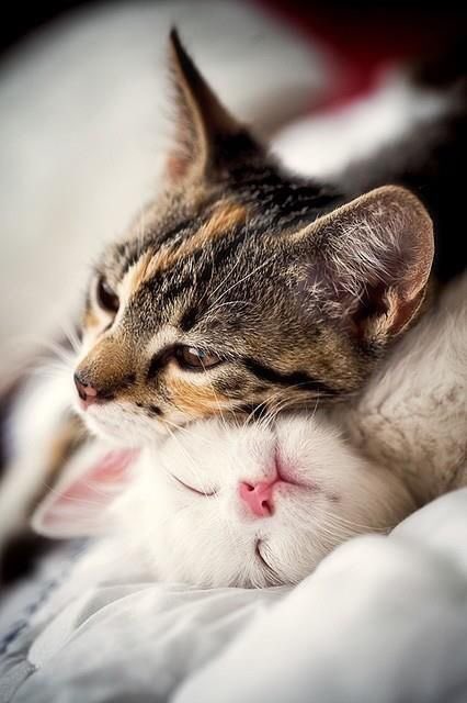 thefeastyapp's tweet photo. Adopt a friend for life! Shelter animals need homes. ❤️🐱🐶 #petsrule #CatsOfTwitter https://t.co/lfK3MaxqEm