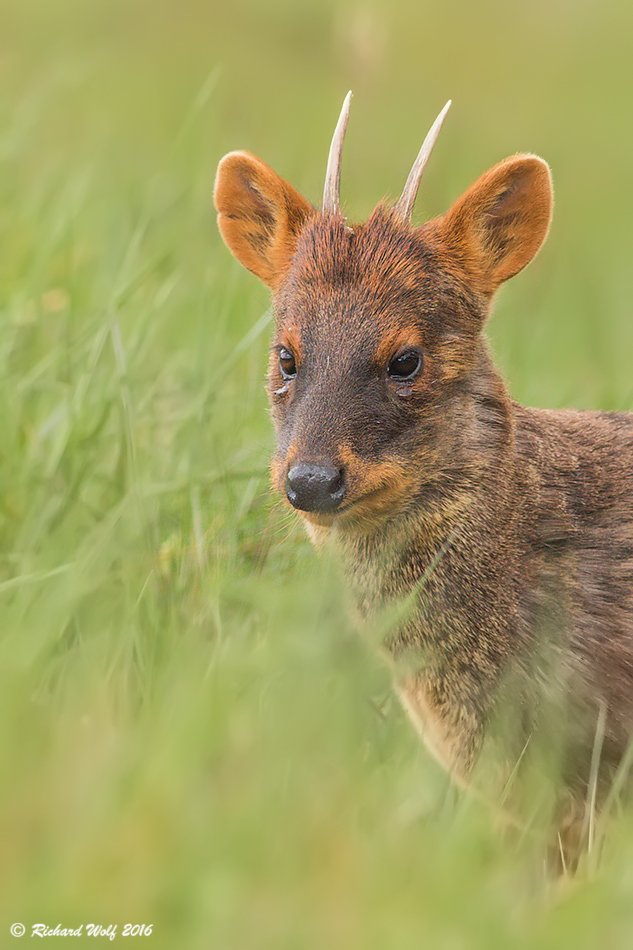 richawolf's tweet photo. Un Machito - Pudú (Pudu pudu) @AlertaPudu #ANCUD #dalcahue #mamiferos #CHILOE #CHILE #photography #photo https://t.co/wsBzBh4QfY https://t.co/30l4so8dLO