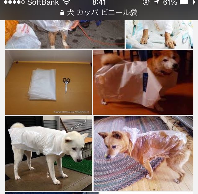 雨の日犬を動物病院に行くときどうする キャリーやレインコートがない時の対処法は 今週のペルル店長