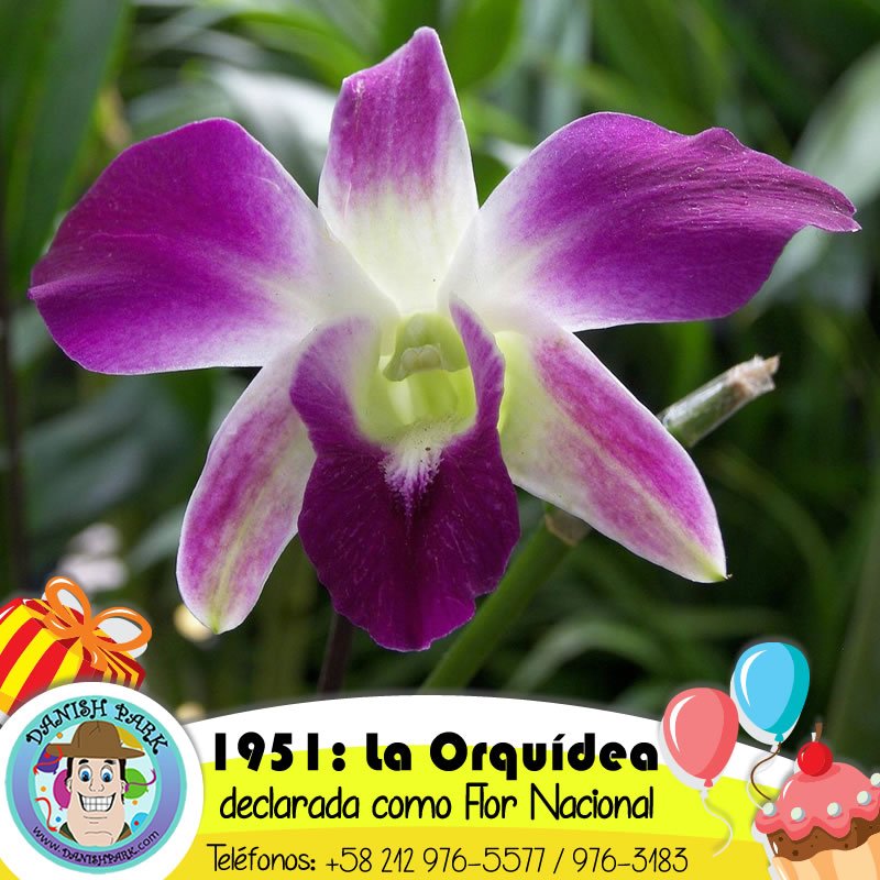 danishpark's tweet photo. Tal día como hoy, en 1951, la Orquídea fue declarada como la flor nacional de Venezuela. 
#orquidea #flornacional #venezuela #danishpark https://t.co/H71JcomAhN