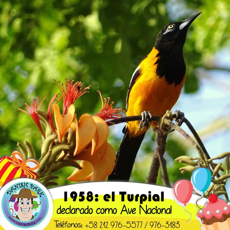 danishpark's tweet photo. Tal día como hoy, en 1958, el Turpial fue declarado como el ave nacional de Venezuela. 
#turpial #avenacional #venezuela #danishpark https://t.co/1KXLWOtNwB
