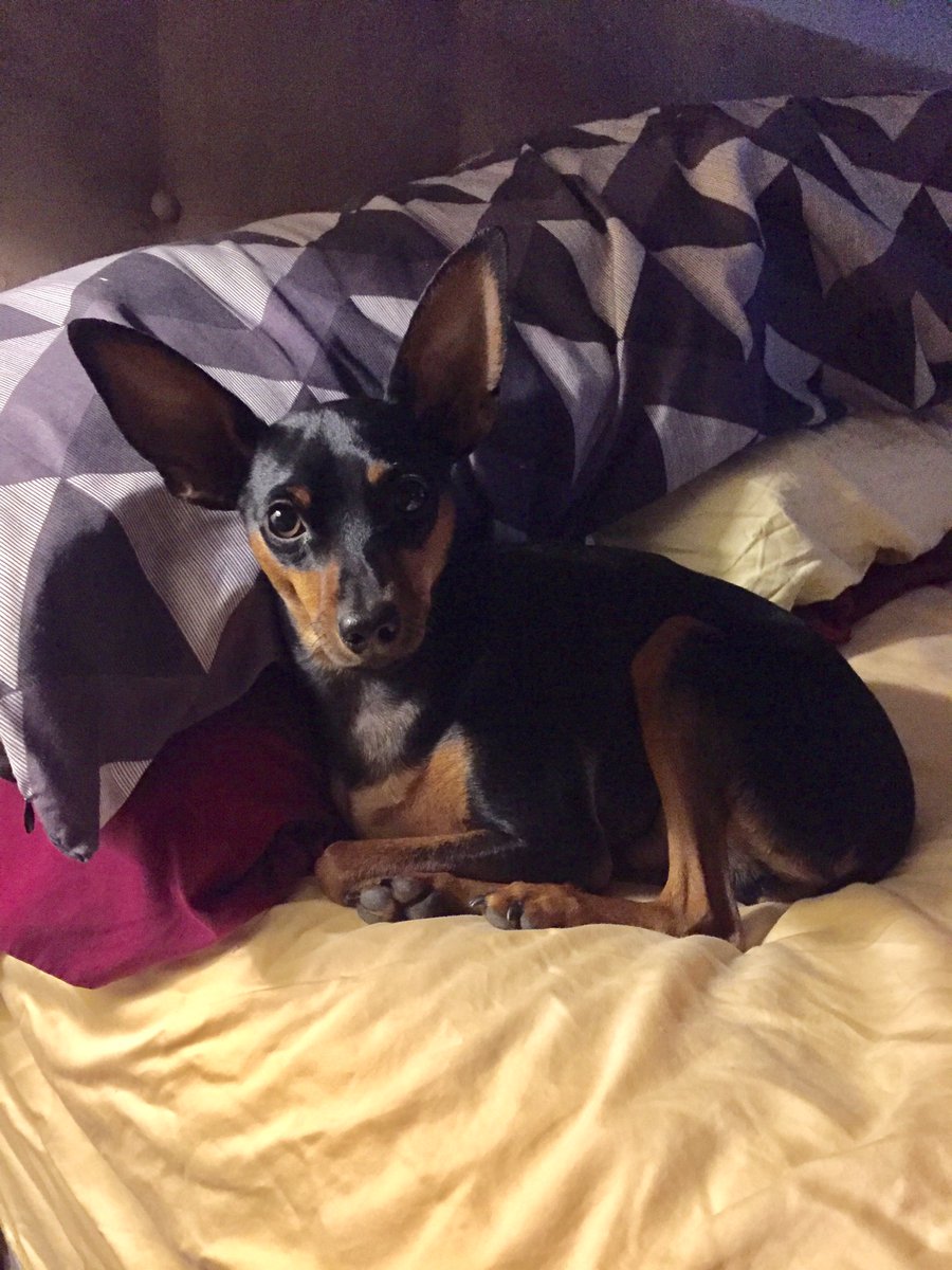 squirl19's tweet photo. Lee-o 💕🐶💕 settling in to his new home💕🐾💕and taking my spot on the bed.💕😴💕 https://t.co/1Yhfn0ddhB
