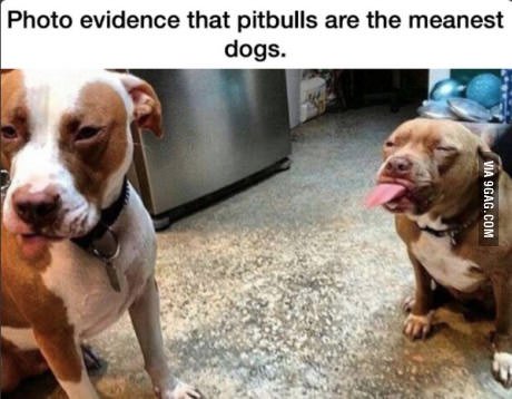 Perritos_Tw's tweet photo. La prueba fotografica de que los pitbulls son perros malos https://t.co/jNFIYJopIi
