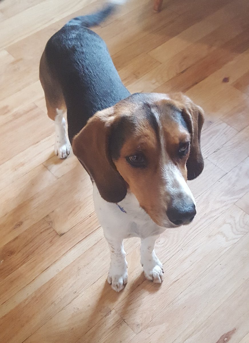 SimonsenCara's tweet photo. We have a new member in the Family meet Sam. #adogslife https://t.co/tMeolqEq0D