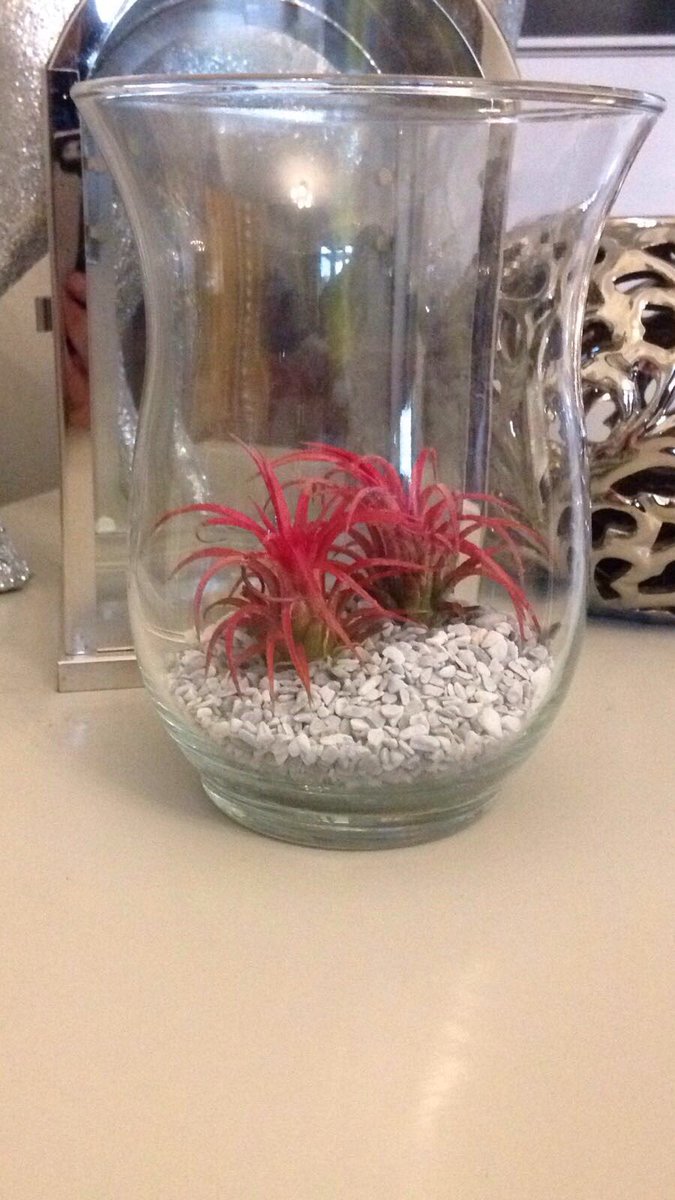 beewithflowers's tweet photo. Air plants don't you just love them🐝🐝🐝🐝 https://t.co/WvfvVeFcyi