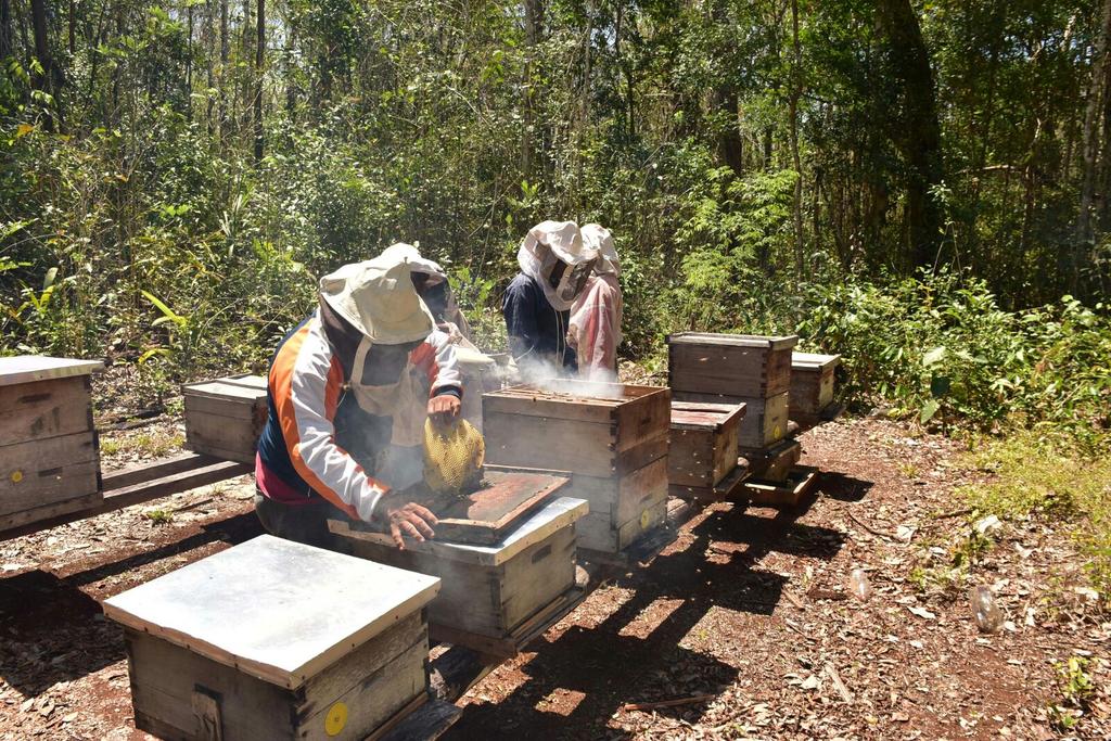 RedIndependien1's tweet photo. Las apicultoras de #POZOPIRATA, proyecto productivo gestionado que beneficiará a 10 familias @CarlosJoaquin @MiguelRamonSII @Erikbyam https://t.co/it1MPpvgoJ