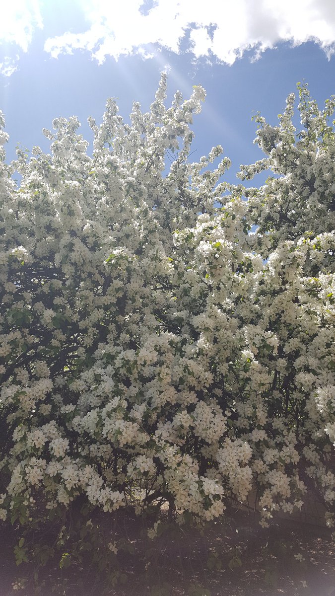 stipacomata's tweet photo. WOW wanna see something gorgeous? Check out the Rescue Crabs blooming @oldscollege #LandScience #Spring2017 https://t.co/IPmPXvXsQq