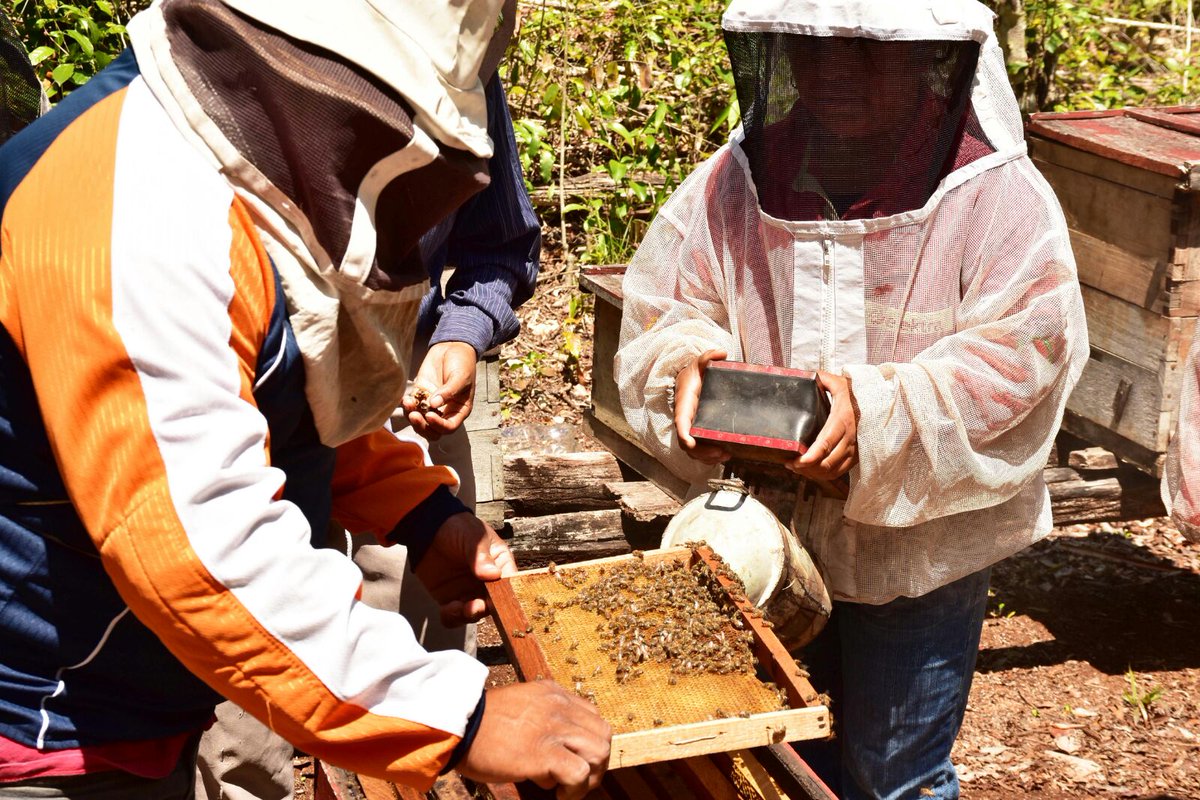 RedIndependien1's tweet photo. Las apicultoras de #POZOPIRATA, proyecto productivo gestionado que beneficiará a 10 familias @CarlosJoaquin @MiguelRamonSII @Erikbyam https://t.co/it1MPpvgoJ
