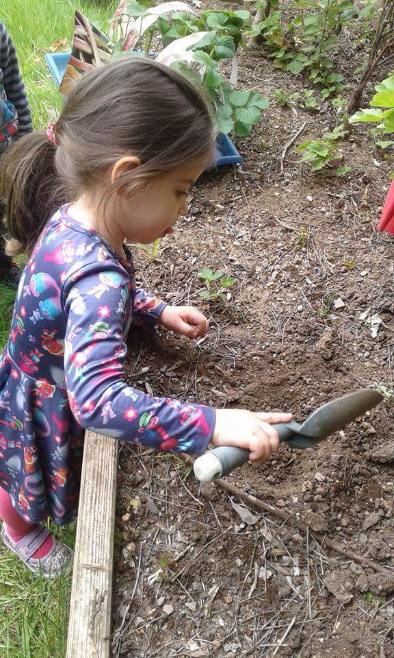burleigh_house's tweet photo. The Preschoolers have been planting strawberries in the nursery garden! #growyourown #newfp https://t.co/ab10oAWhLM