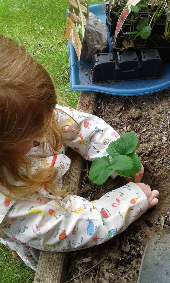 burleigh_house's tweet photo. The Preschoolers have been planting strawberries in the nursery garden! #growyourown #newfp https://t.co/ab10oAWhLM