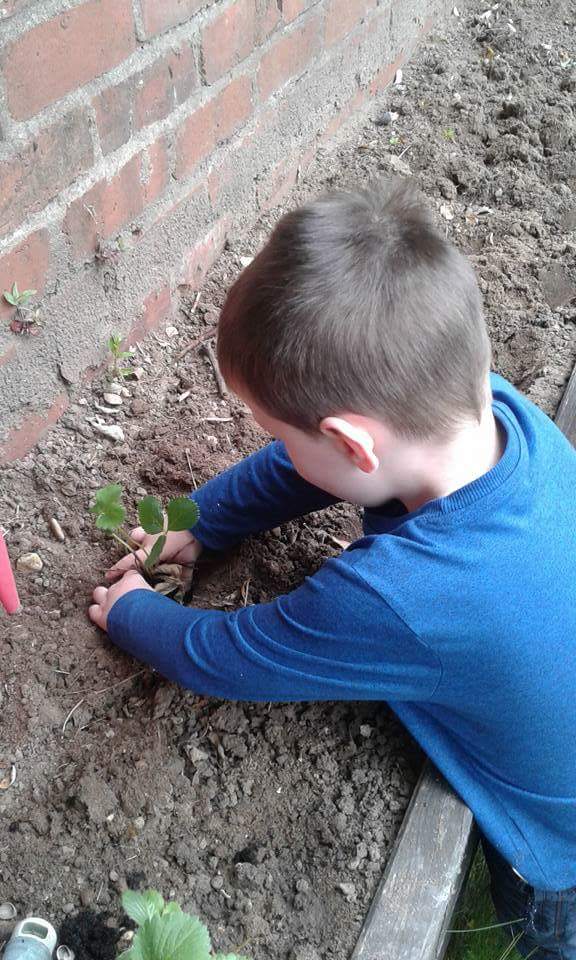 burleigh_house's tweet photo. The Preschoolers have been planting strawberries in the nursery garden! #growyourown #newfp https://t.co/ab10oAWhLM