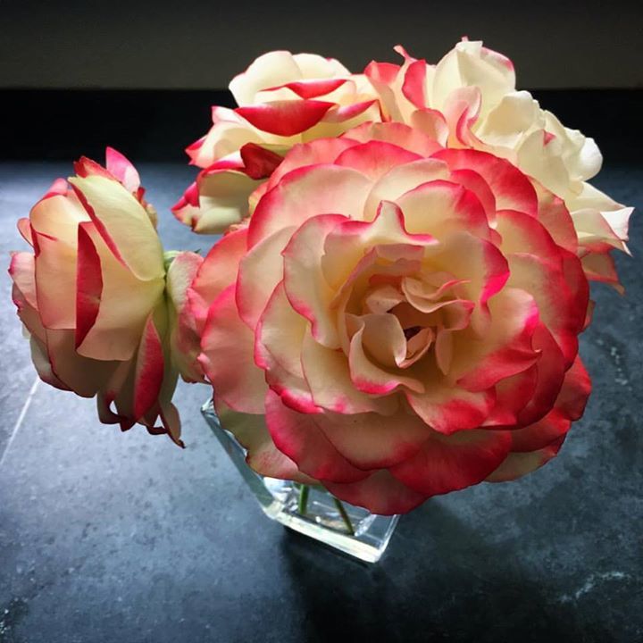 JohnAilor's tweet photo. Saiontoni's Roses
#summersnippets #rosesnips #mayflowers #rejoiceandbeglad https://t.co/nfO2fCh8Yn