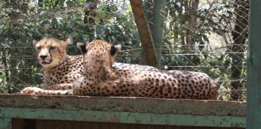 Kwitu Safari Homestay tweet media