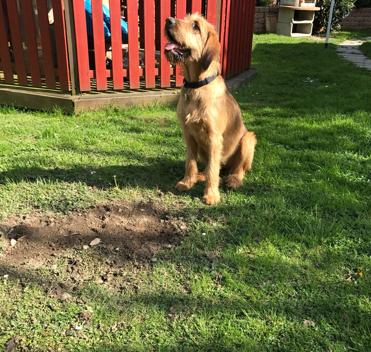 Lucy281016's tweet photo. #dogsoftwitter #dogs #briard #bloodhound @BloodhoundNdots @dogcelebration #garden https://t.co/qu2ye7hcAj
