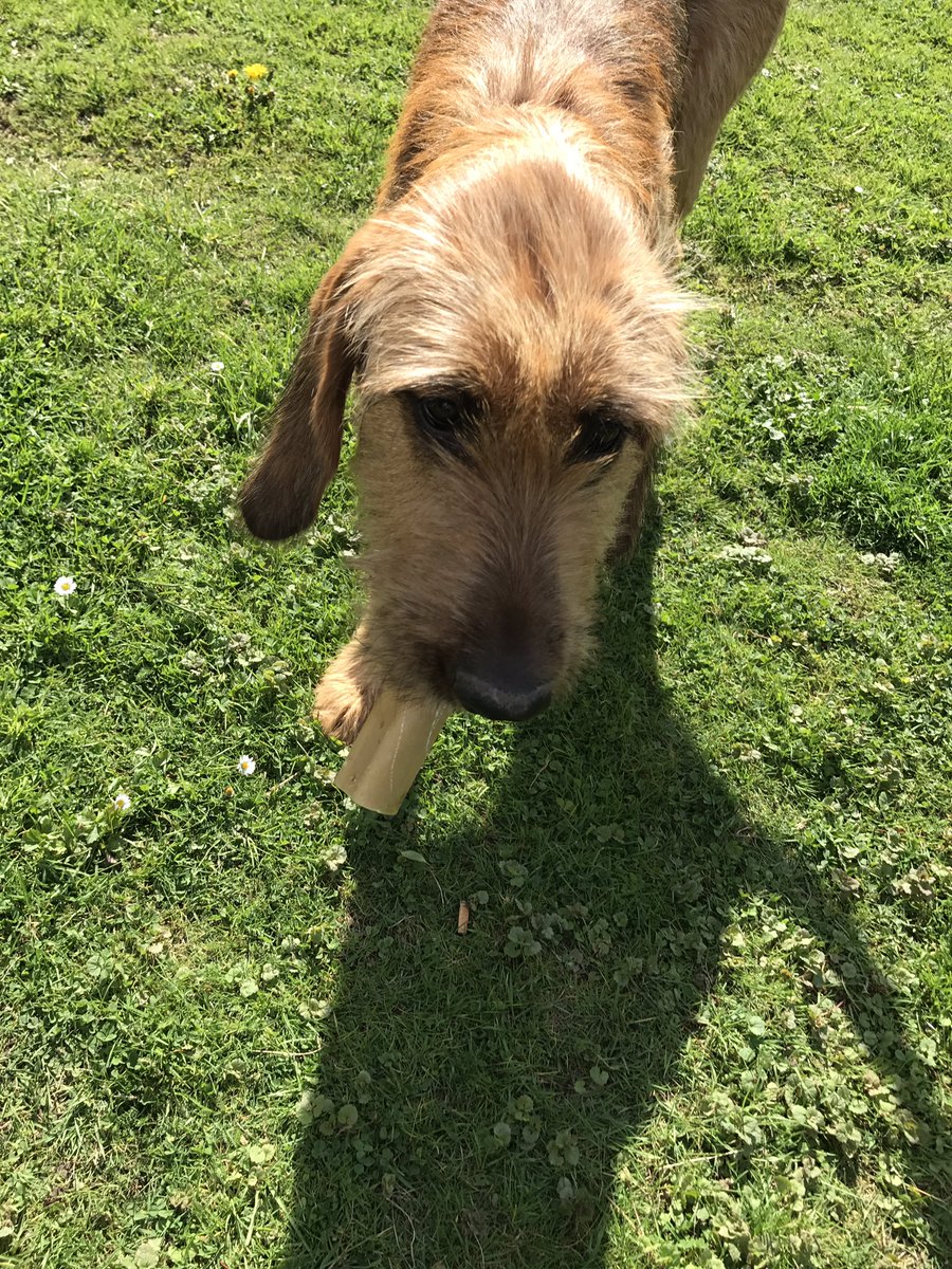 Lucy281016's tweet photo. #dogsoftwitter #dogs #briard #bloodhound #garden #sun #CelebratingDogLove #dogcelebration @dogcelebration https://t.co/45p8GTixXl