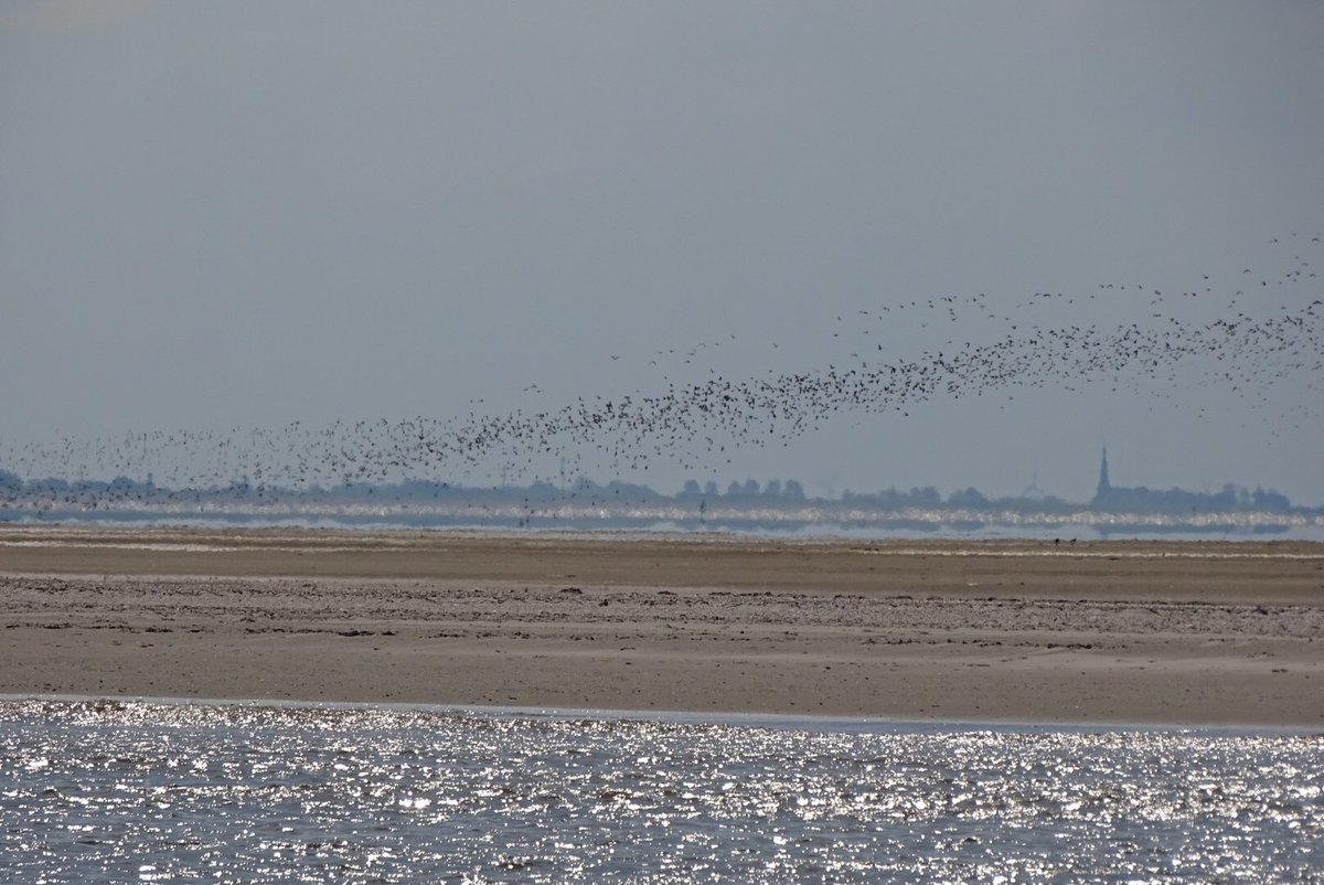 ElsLicht's tweet photo. Zaterdag 1e #wad #zeildag voor ons vanuit #Lauwersoog  #Engelsmanplaat #ankeren Weer #topervaring #mooieluchten #zeehond #aalscholver #zwerm https://t.co/NmR7Q98kcj