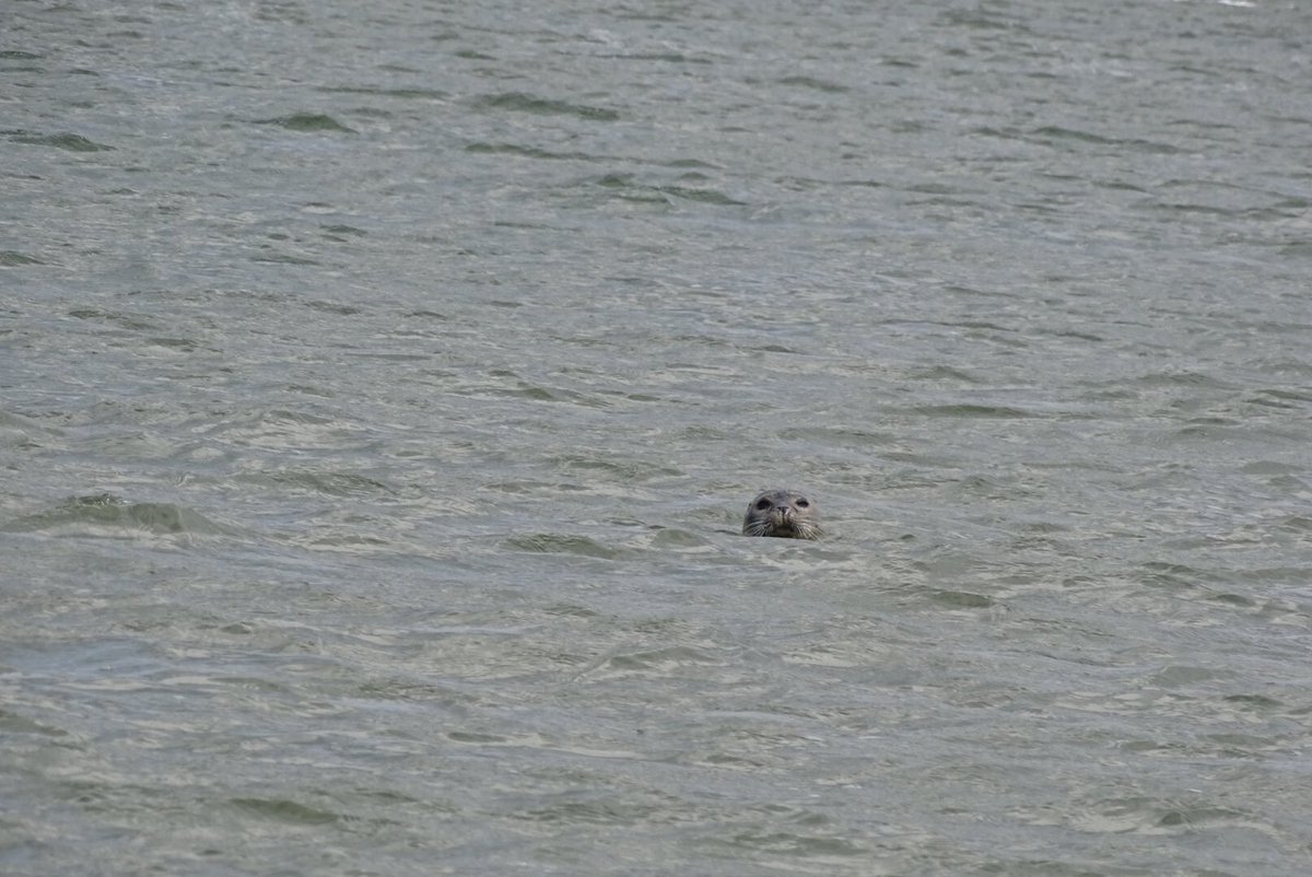 ElsLicht's tweet photo. Zaterdag 1e #wad #zeildag voor ons vanuit #Lauwersoog  #Engelsmanplaat #ankeren Weer #topervaring #mooieluchten #zeehond #aalscholver #zwerm https://t.co/NmR7Q98kcj