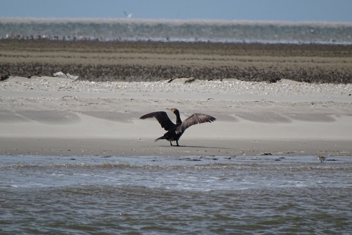 ElsLicht's tweet photo. Zaterdag 1e #wad #zeildag voor ons vanuit #Lauwersoog  #Engelsmanplaat #ankeren Weer #topervaring #mooieluchten #zeehond #aalscholver #zwerm https://t.co/NmR7Q98kcj