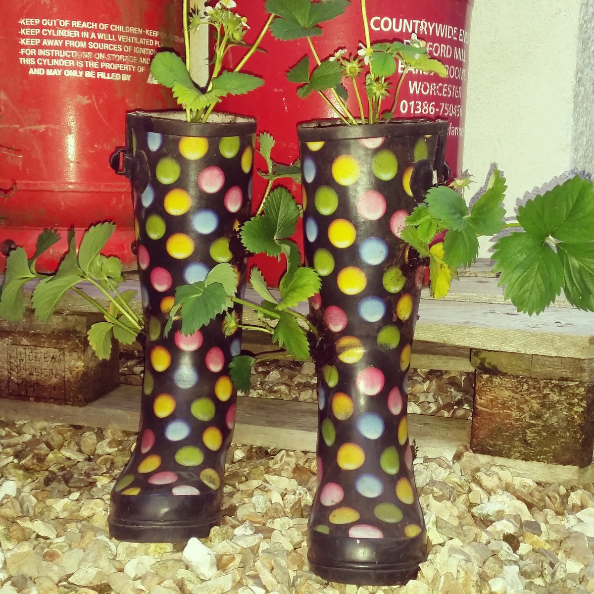 mellul352's tweet photo. Found the perfect use for my old festival wellies. Can't wait for my strawberries 🍓
#wellies #strawberries #recycle #bringonthesummer https://t.co/IAWqG0D7bu
