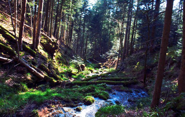 toutelalsace's tweet photo. #MonDepartementNature Calme et nature pour une randonnée du côté d'Oberhaslach 👌🏼 https://t.co/wx7O6boAzu
