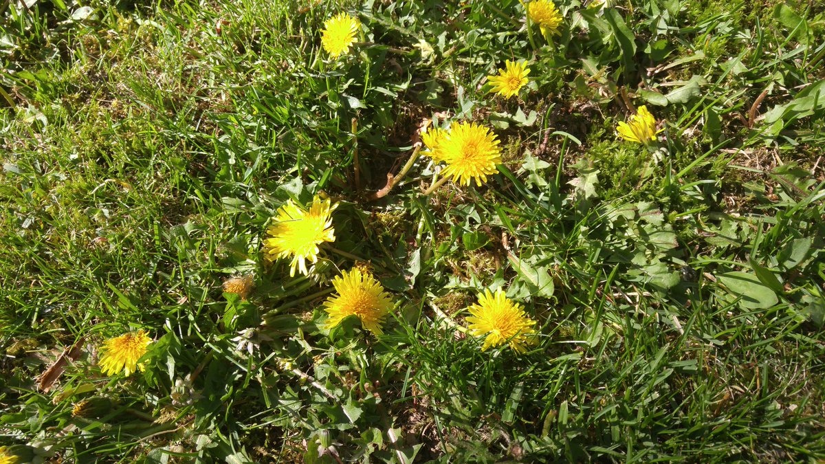 lexisfriend's tweet photo. Free unprocessed Dandelion wine
#freeforthetaking https://t.co/WwdjCA3apf