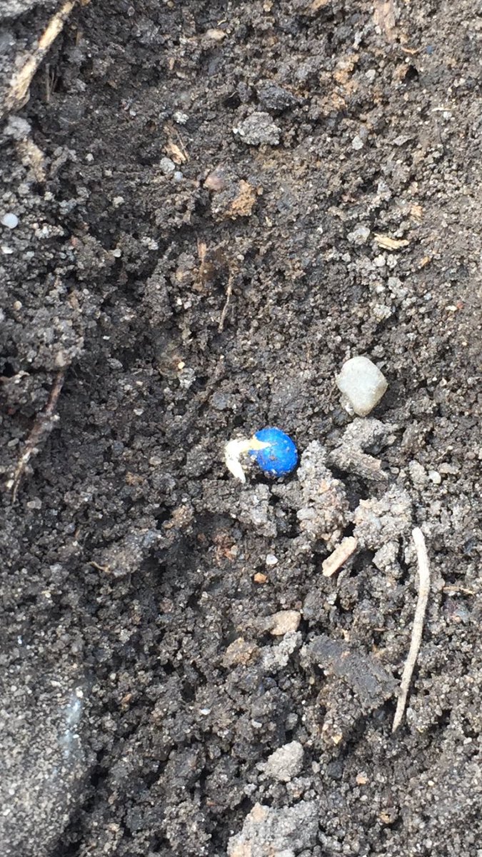 heggie17's tweet photo. Better get swather ready, @DuPontPioneer 43E03 ready to take off. #earlymaturing https://t.co/ABsiXGbNTL