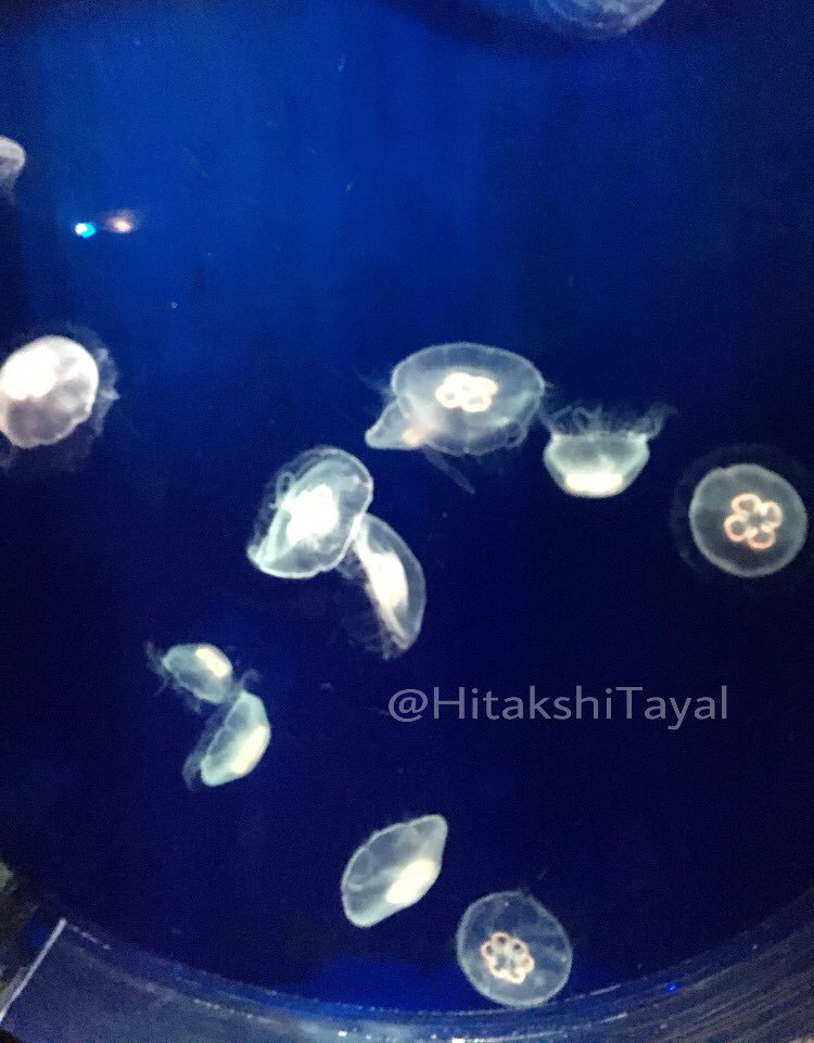 HitakshiTayal's tweet photo. #photography #love #jellyfish #yestheyglow #glowing #underwater #creatures #amazing #sealife #iphone #shotfromiphone #bluesea #incredible ☄️ https://t.co/4NUJsyME79