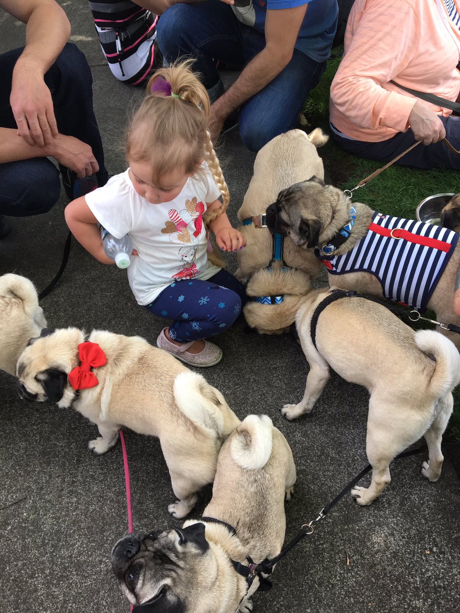 csisun's tweet photo. I can safely say I've never heard this many panting pugs. Almost time for the pug parade @OregonHumane #pugcrawl. #kgw https://t.co/8T6FgZFWG7