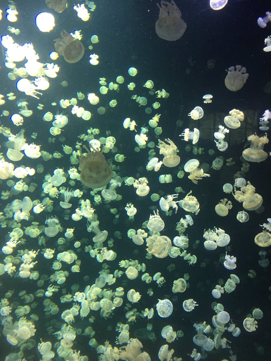 lorenzshan's tweet photo. Visiting the #vanaqua today. Happy long weekend! #explorebc https://t.co/1vT6637FOu