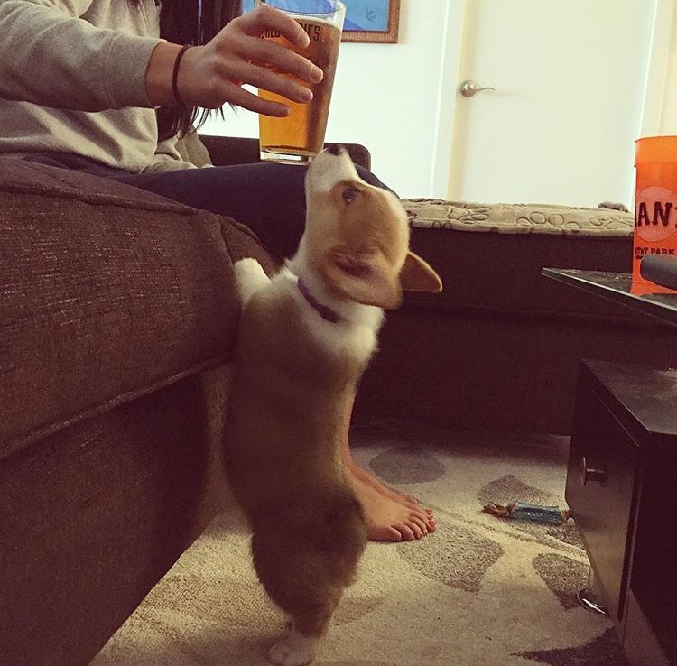 corgifanclubz's tweet photo. Baseball &amp; Beer #lazysunday https://t.co/4R7Tnsplz5
