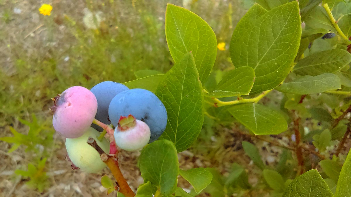 FarmersMarket tweet media