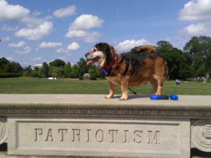 Brian_Ob5's tweet photo. Bucky is a dog of many traits https://t.co/cSP6uoq2yd