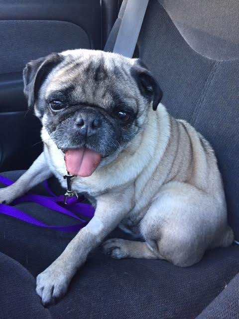 MilwPugFest's tweet image. Mr. Grumbles is still seeking his FURever home.  Find out more at pughugs.org/adoptable-pugs…