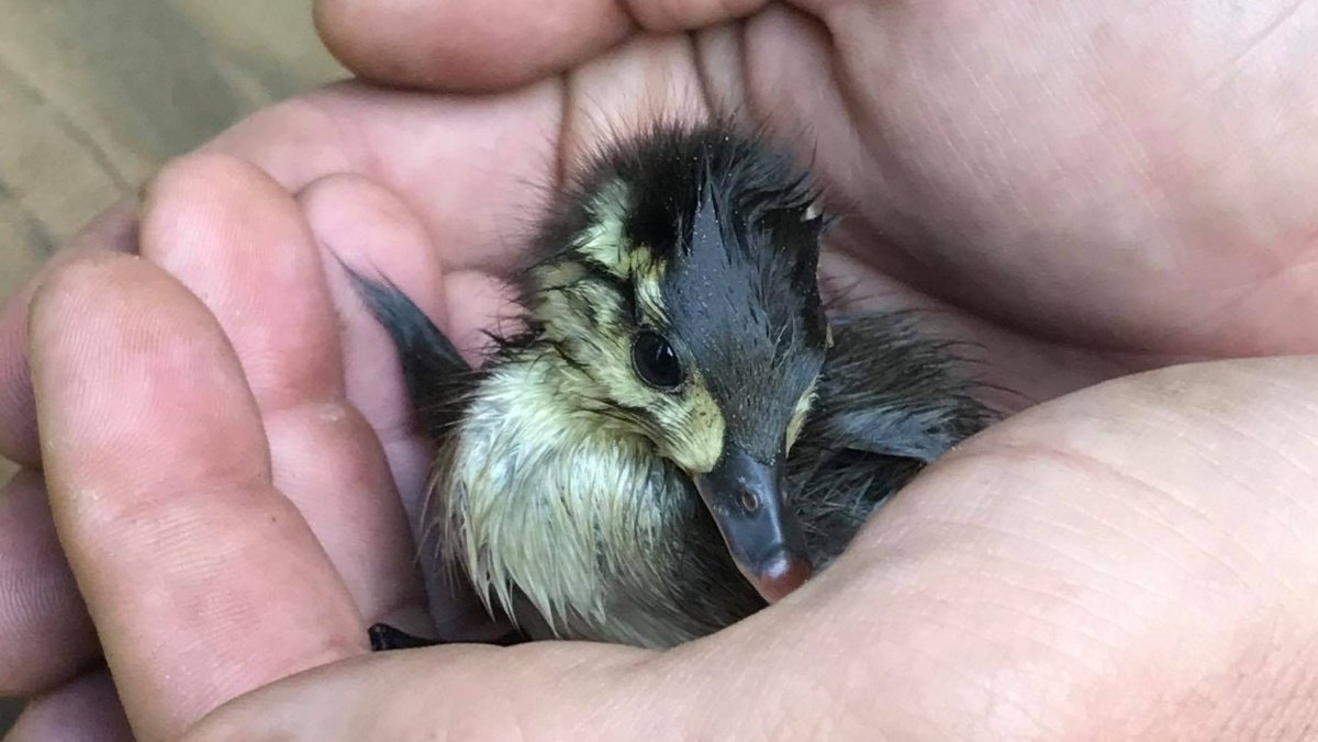 WMUR9's tweet photo. Bedford firefighters rescue duckling trapped in storm drain https://t.co/61TUHzbagA https://t.co/1hRWSdxkTK