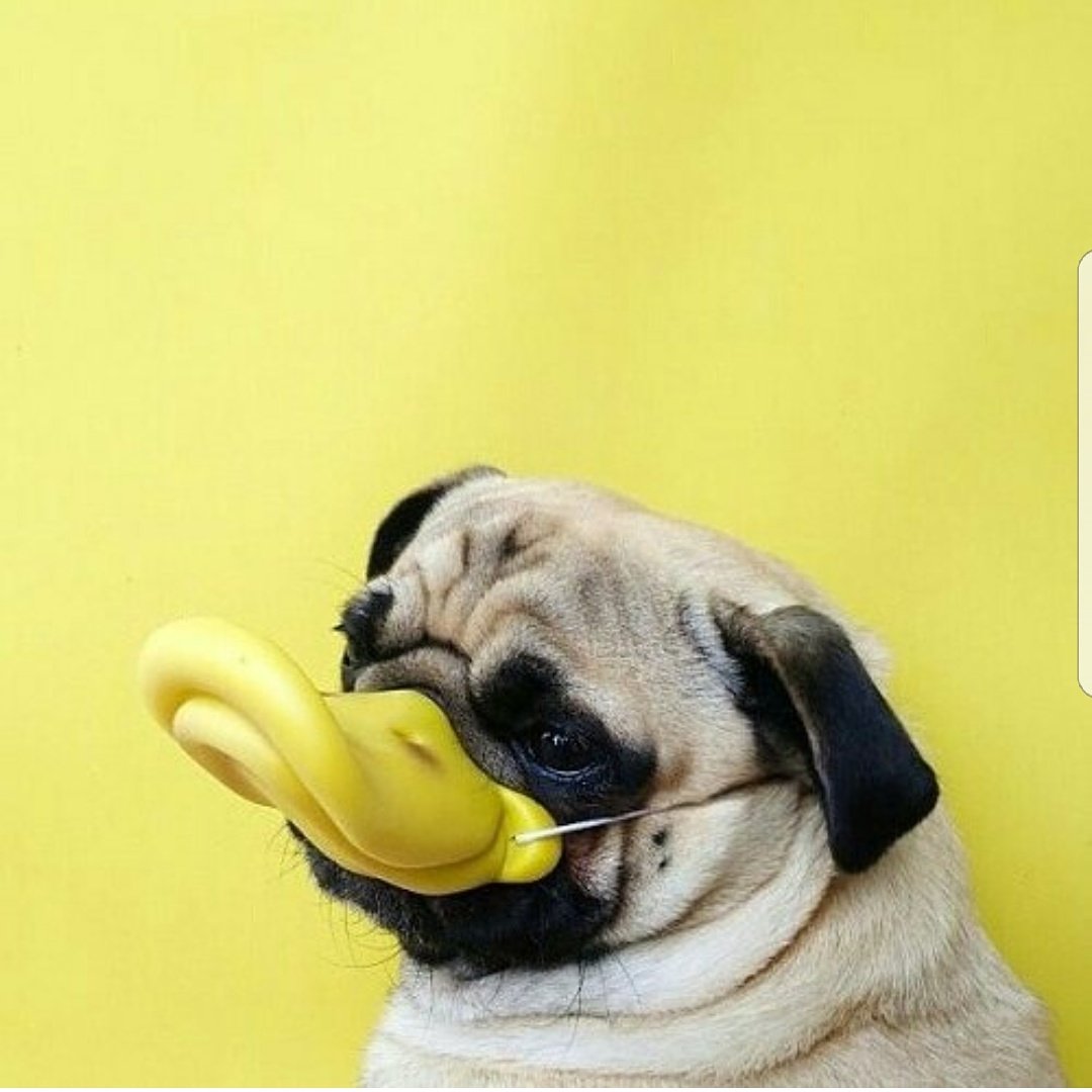 LacQrd's tweet photo. Quack quack π¦π¦π¦π¦π¦ #LacQrd #LacQrdSalonOnDemand #GotLacQrd #GotLacQrd #yellowweek #yellowseries #sundayvibes #sundayfunday #sundaymood https://t.co/JxLzP2ef3h