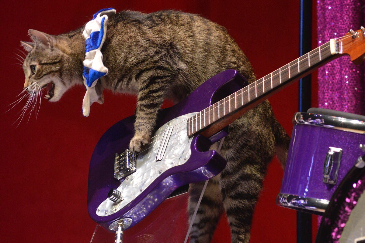 AmazingAcroCats's tweet photo. @DaytonaBeachFun did mew know that we are coming to Daytona? #rescuecats #circuscats #trainedcats #liveshow #catband #yesitsreal https://t.co/UyR8L4haVf