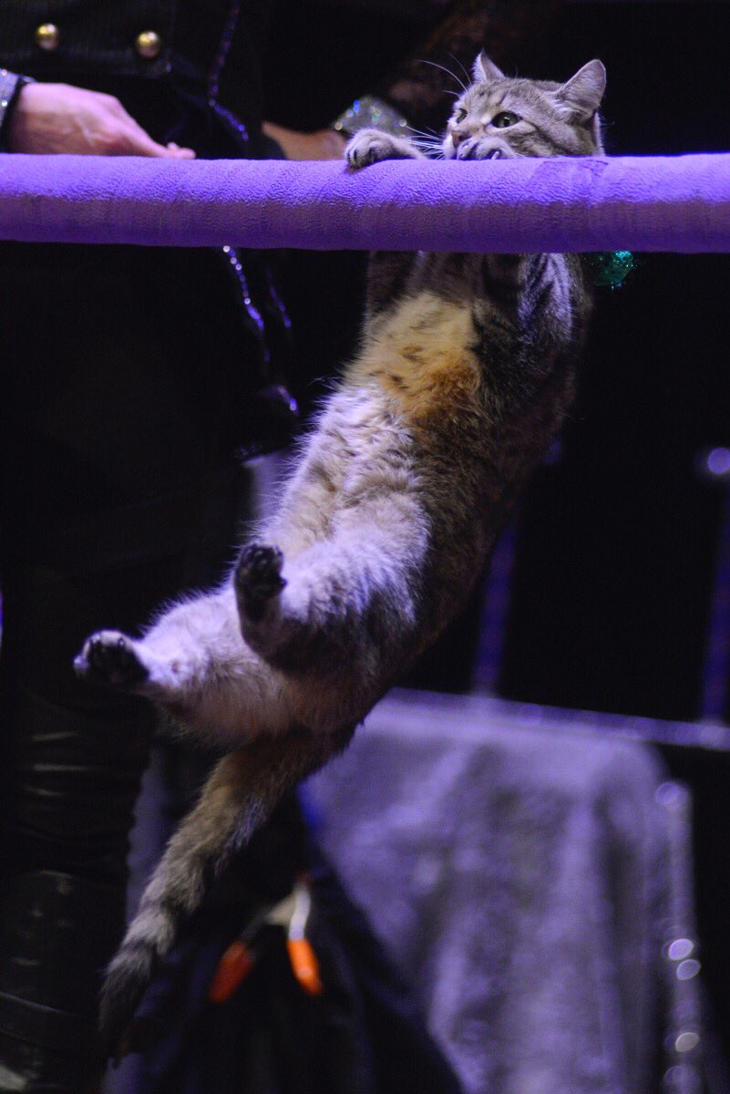 AmazingAcroCats's tweet photo. @VSPC did mew know that we are coming to St Pete? #rescuecats #circuscats #trainedcats #liveshow #catband #yesitsreal #thisweekend https://t.co/CFvLZcZgee