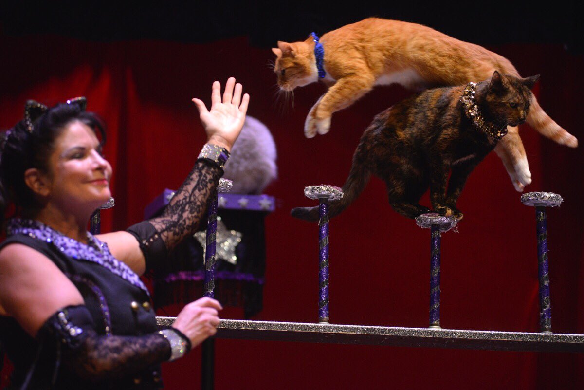 AmazingAcroCats's tweet photo. @PetPalStPete did mew know that we are coming to St Pete? #rescuecats #circuscats #trainedcats #liveshow #catband #yesitsreal #thisweekend https://t.co/ikTTVwOLxw