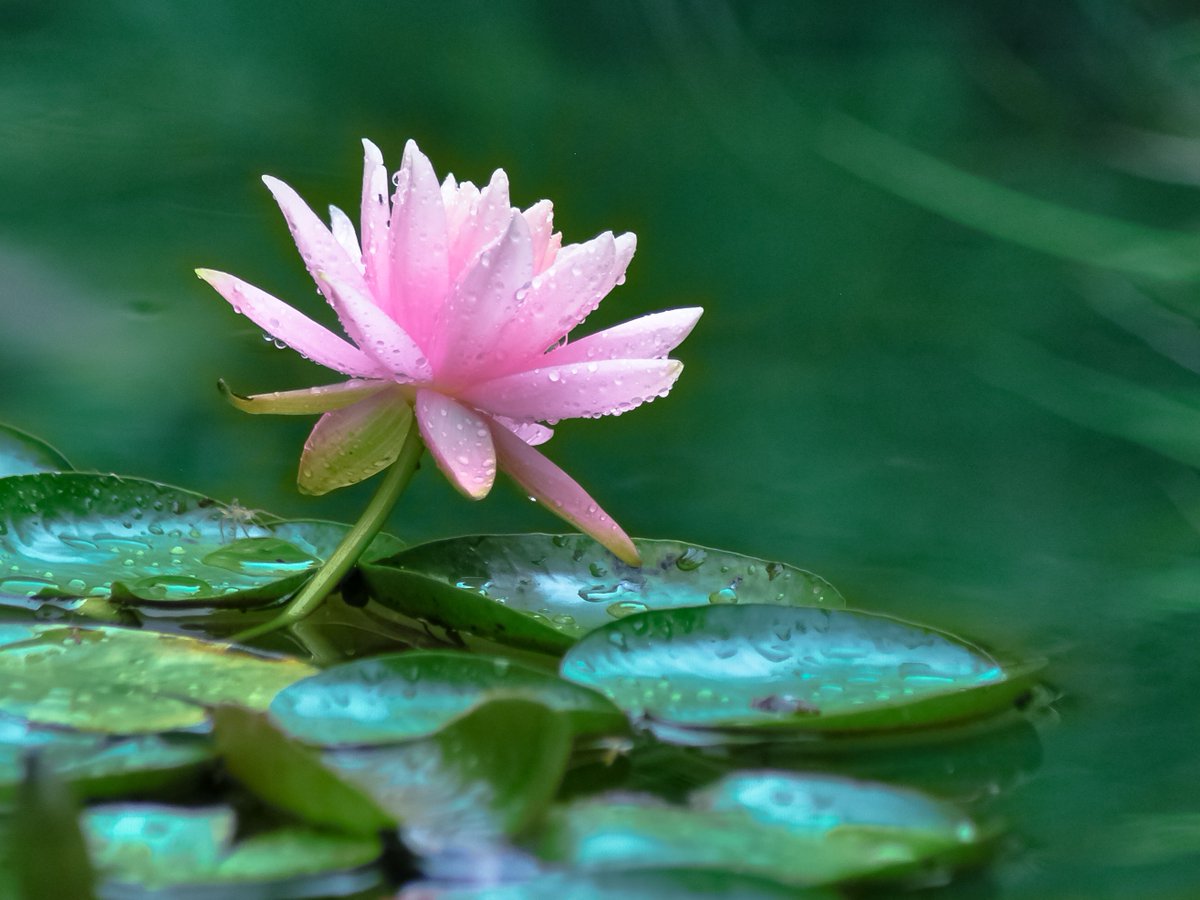 Arcuedes_Cosmos's tweet photo. #WallArt #Decor #HomeDecor #ArtPrint #Lily #Lotus #Flowers #FineArtAmerica 
https://t.co/We5wstRdwo https://t.co/MTg3DFl0XQ