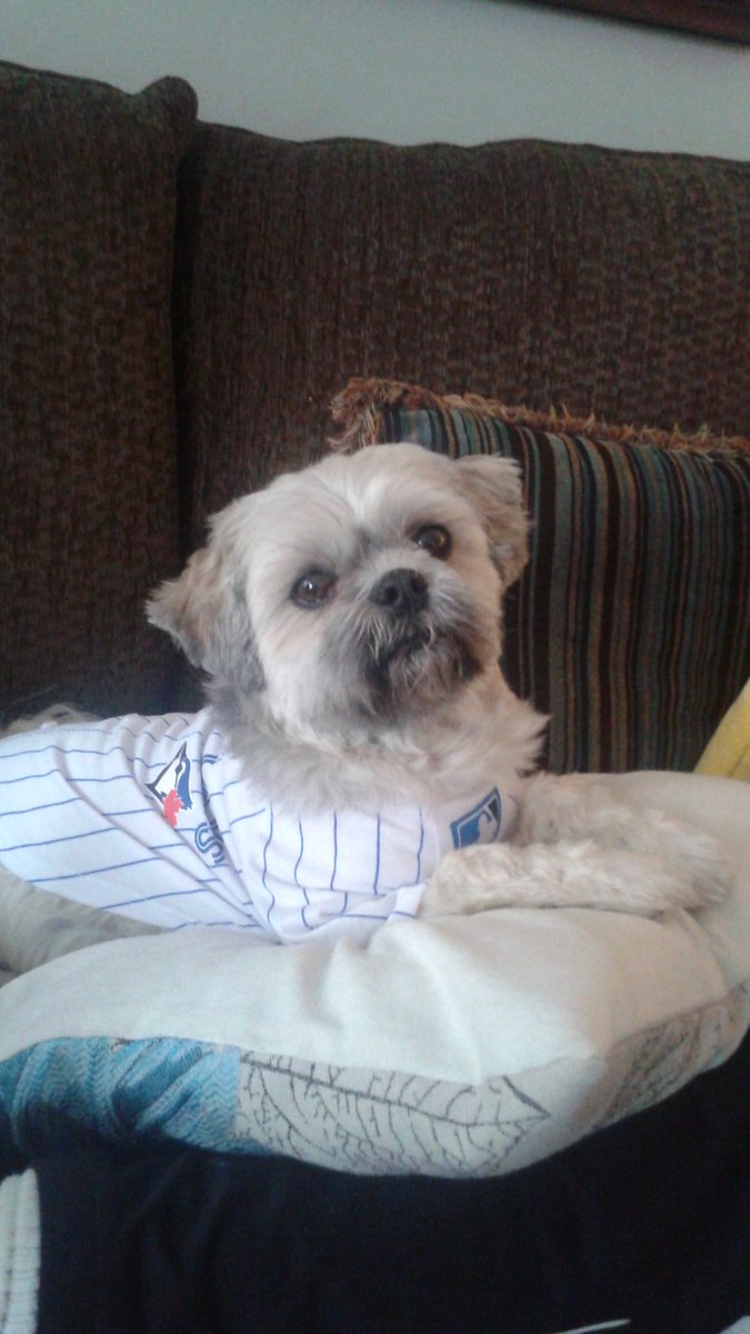 MrsMitchelmore's tweet photo. @MsKFolo88 @MsMitchelmore @BlueJays Look who is now an official Blue Jay Fan!  Thanks Grandma for my jersey! https://t.co/QMCO9Z714v