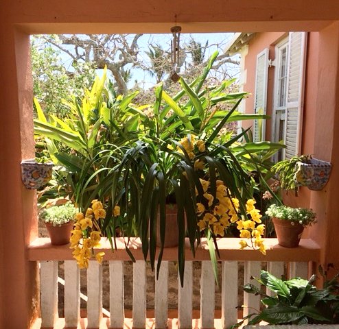 CarolMcFDesign's tweet photo. Morning View #sundayfunday #sunday #sundaymorning #brunch #morning #morningview #morningmotivation #greenery #greens #plants🌿 #love https://t.co/bDyl0WTXRg